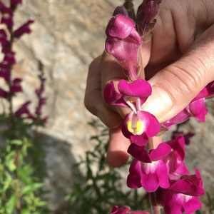 Bocca di lupo aperta