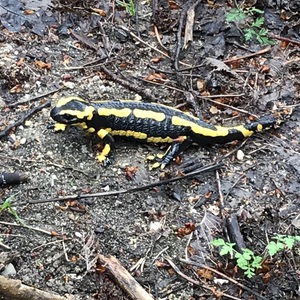 Salamandre tachetée à Chantoiseau