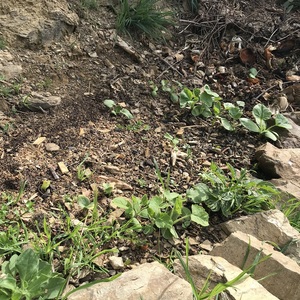 Semis spontané dans le compost (100 pousses)